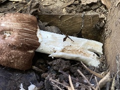 Agaricus subrufescens