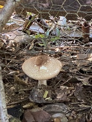 Agaricus subrufescens