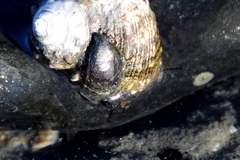 Crepidula onyx