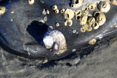 Crepidula onyx