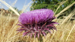 Onopordum macrocephalum