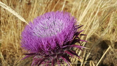 Onopordum macrocephalum