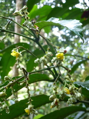 Schumacheria castaneifolia