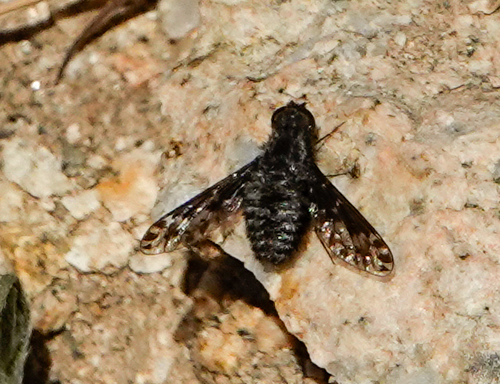 Diochanthrax morulus