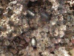 Acanthopleura spinosa