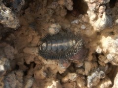 Acanthopleura spinosa