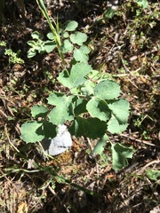 Lomatium repostum