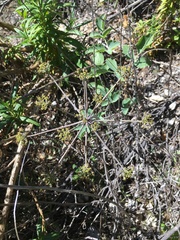 Lomatium repostum
