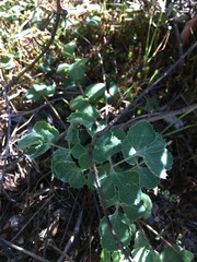 Lomatium repostum