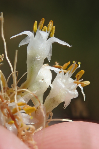 Cuscuta californica var. californica