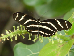 Heliconius charithonia tuckeri