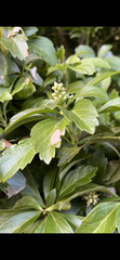 Pachysandra