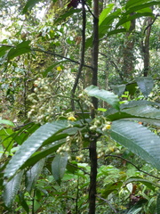 Schumacheria castaneifolia