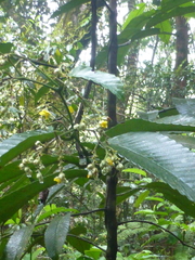 Schumacheria castaneifolia