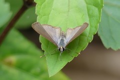 Niphanda asialis