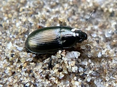 Amara familiaris