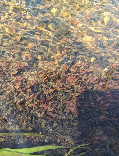 Ludwigia palustris