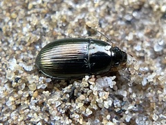 Amara familiaris