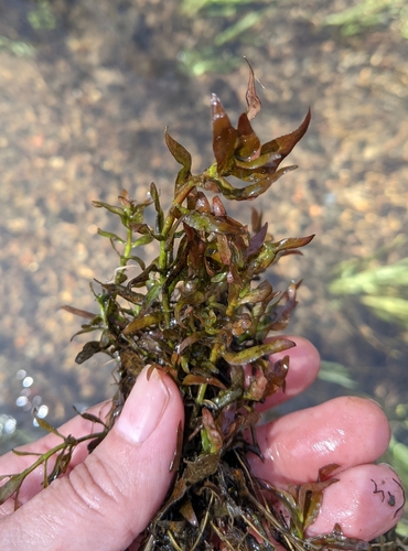Ludwigia palustris