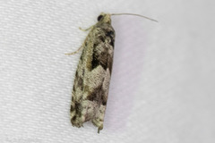 Pseudexentera hodsoni