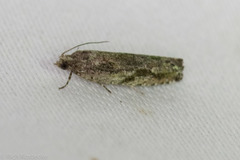 Pseudexentera haracana