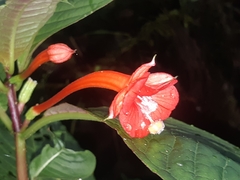 Fuchsia