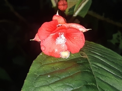 Fuchsia