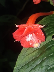 Fuchsia