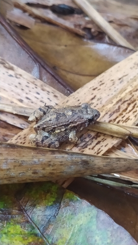 Tropical Bullfrogs