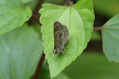 Niphanda asialis