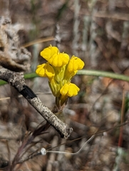 Castilleja lacera