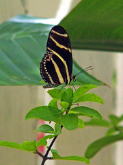 Heliconius charithonia tuckeri