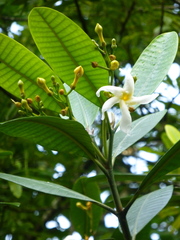 Tabernaemontana dichotoma