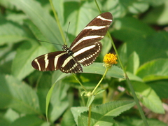 Heliconius charithonia tuckeri