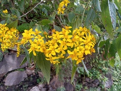 Dendroviguiera quinqueradiata