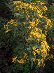 Dendroviguiera quinqueradiata