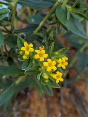 Lithospermum californicum