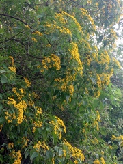 Dendroviguiera quinqueradiata