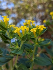 Lithospermum californicum