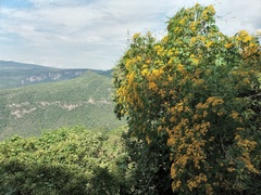 Dendroviguiera quinqueradiata