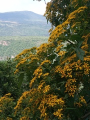 Dendroviguiera quinqueradiata