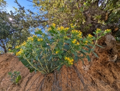 Lithospermum californicum