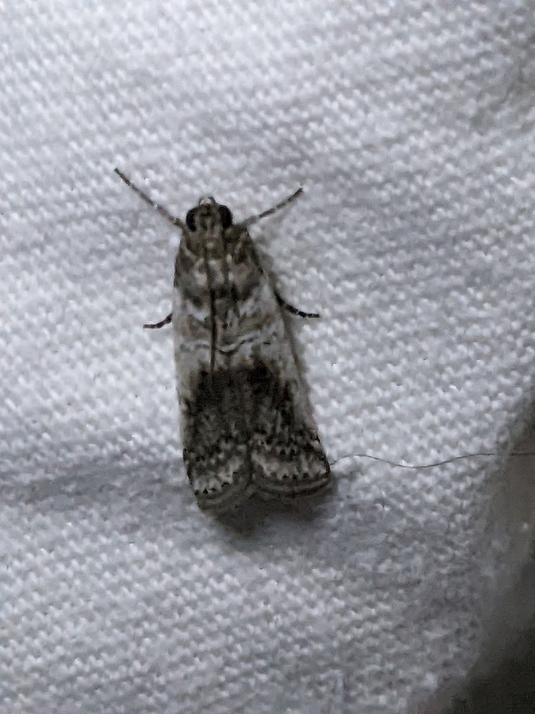 Chararica hystriculella