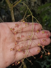 Acalypha platyphylla