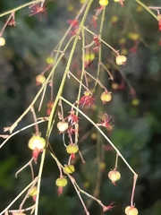 Acalypha platyphylla