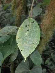 Acalypha platyphylla