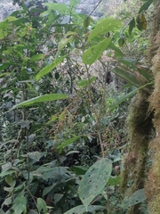 Acalypha platyphylla