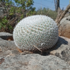 Mammillaria albilanata