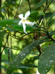 Tabernaemontana dichotoma