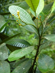 Tabernaemontana dichotoma